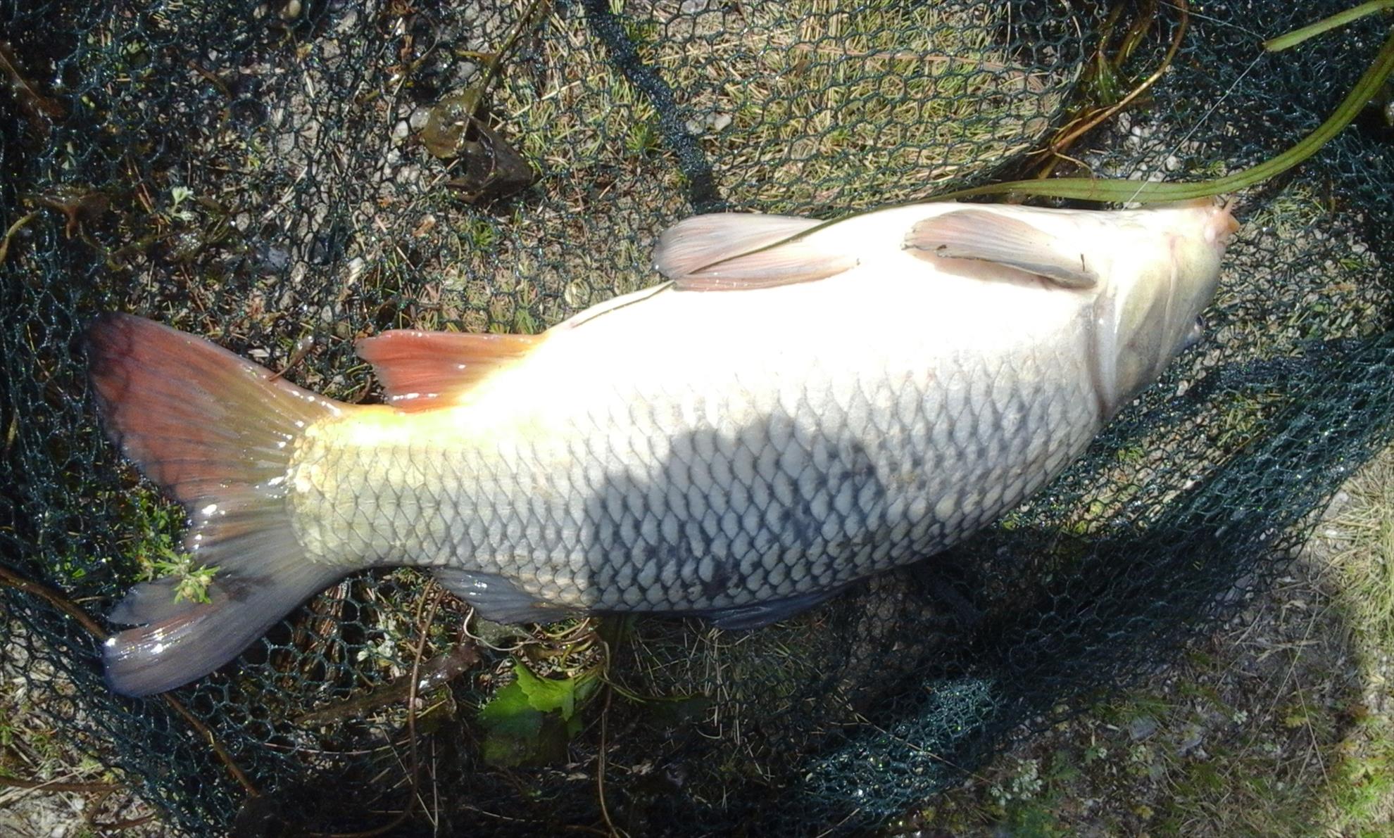 Albu Cornel - R. - 20170605111804.jpg